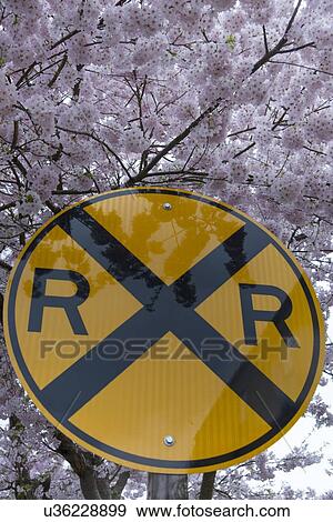 Stock Photo - Railroad crossing sign in front of a tree in blossom, Northwest Railway Museum, Snoqualmie, Washington State, USA. Fotosearch