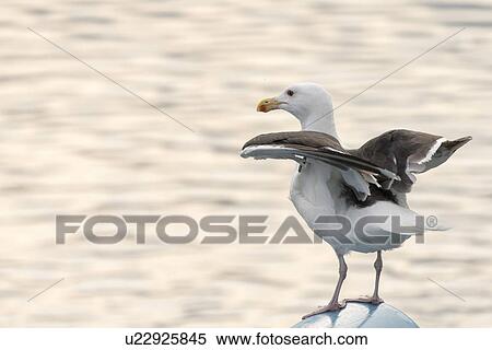Stock Photography - Seagull at Norris Point, Gros Morne National Park, Newfoundland And Labrador, Canada. Fotosearch