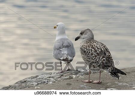 Seagulls at Norris Point, Gros Morne National Park, Newfoundland And Labrador, Canada View Large Photo Image Picture - Seagulls at Norris Point, Gros Morne National Park, Newfoundland And Labrador, Canada. Fotosearch