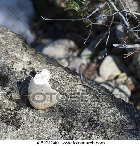 Stock Image - Shell of a broken egg on a rock, Riverton, Hecla Grindstone Provincial Park, Manitoba, Canada. Fotosearch