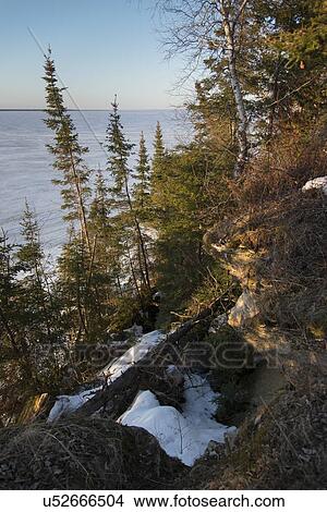 Picture - Shoreline Trees along Lake Winnipeg, Hecla Grindstone Provincial Park, Manitoba, Canada. Fotosearch