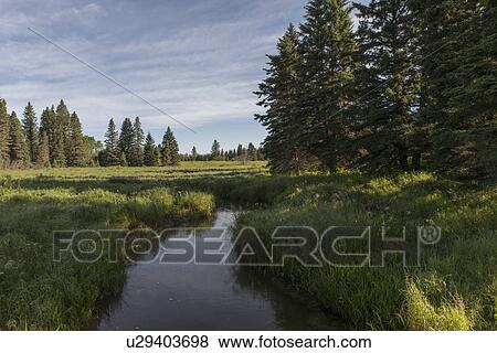Stream of water a field, Riding Mountain National Park, Manitoba, Canada View Large Photo Image Stock Photo - Stream of water a field, Riding Mountain National Park, Manitoba, Canada. Fotosearch