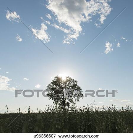 Stock Photo - Sun setting over a Tree in a field, Manitoba, Canada. Fotosearch