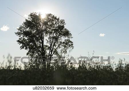 Sunset behind a tree in a field, Manitoba, Canada View Large Photo Image Stock Photo - Sunset behind a tree in a field, Manitoba, Canada. Fotosearch