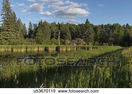 Swamp in a Marsh, Lake Audy Campground, Riding Mountain National Park, Manitoba, Canada View Large Photo Image Stock Photo - Swamp in a Marsh, Lake Audy Campground, Riding Mountain National Park, Manitoba, Canada. Fotosearch