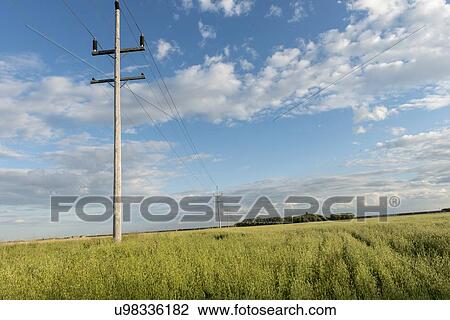 Telephone poles in a field, Lorette, Manitoba, Canada View Large Photo Image Stock Image - Telephone poles in a field, Lorette, Manitoba, Canada. Fotosearch