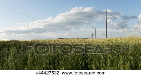 Telephone poles in a prairie field, Lorette, Manitoba, Canada View Large Photo Image Stock Image - Telephone poles in a prairie field, Lorette, Manitoba, Canada. Fotosearch