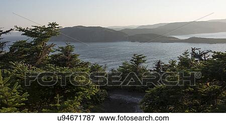Stock Photo - Tops of evergreens along coastline, Skerwink Trail, Trinity, Trinity Bay, Bonavista Peninsula, Newfoundland And Labrador, Canada. Fotosearch