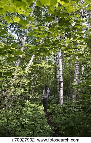 Stock Image - Tourists walking in a forest, Riding Mountain National Park, Manitoba, Canada. Fotosearch