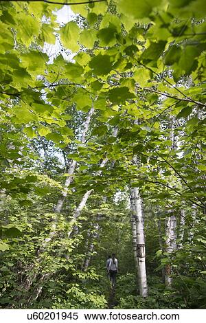 Stock Photography - Tourists walking in a forest, Riding Mountain National Park, Manitoba, Canada. Fotosearch