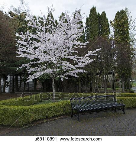Tree in Blossom at Northwest Railway Museum, Snoqualmie, Washington State, USA View Large Photo Image Stock Image - Tree in Blossom at Northwest Railway Museum, Snoqualmie, Washington State, USA. Fotosearch