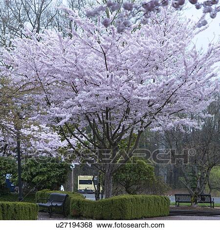 Stock Photo - Tree in Blossom at Northwest Railway Museum, Snoqualmie, Washington State, USA. Fotosearch