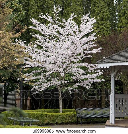 Stock Photography - Tree in Blossom at Northwest Railway Museum, Snoqualmie, Washington State, USA. Fotosearch