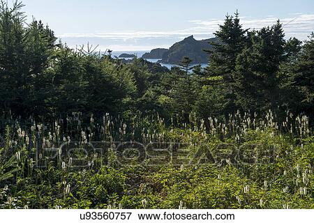 Trees at coast, Crow Head, Long Point Hiking Trail, Twillingate, North Twillingate Island, Newfoundland And Labrador, Canada View Large Photo Image Stock Photo - Trees at coast, Crow Head, Long Point Hiking Trail, Twillingate, North Twillingate Island, Newfoundland And Labrador, Canada. Fotosearch