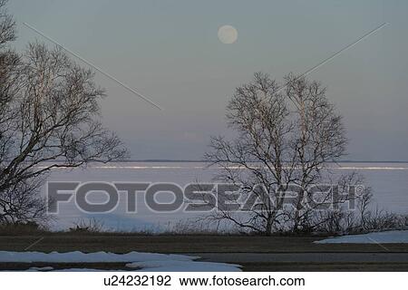 Stock Image - Trees at the frozen lakeside, Riverton, Hecla Grindstone Provincial Park, Manitoba, Canada. Fotosearch