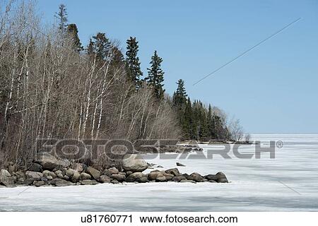 Trees at the lakeside, Lake Winnipeg, Hecla Grindstone Provincial Park, Manitoba, Canada View Large Photo Image Stock Image - Trees at the lakeside, Lake Winnipeg, Hecla Grindstone Provincial Park, Manitoba, Canada. Fotosearch
