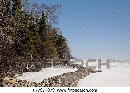 Stock Photo - Trees at the lakeside, Lake Winnipeg, Hecla Grindstone Provincial Park, Manitoba, Canada. Fotosearch