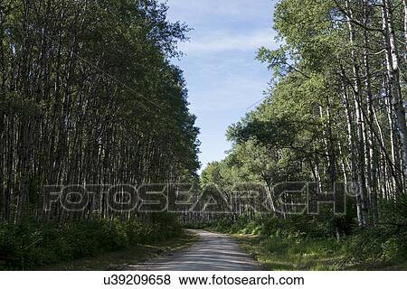 Trees both sided of a dirt road, Lake Audy Campground, Riding Mountain National Park, Manitoba, Canada View Large Photo Image Stock Photo - Trees both sided of a dirt road, Lake Audy Campground, Riding Mountain National Park, Manitoba, Canada. Fotosearch