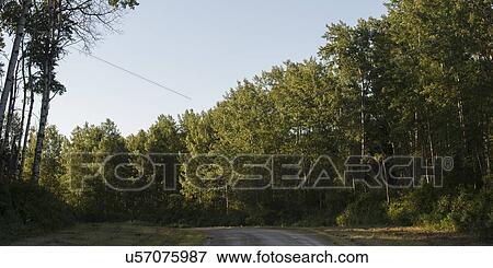 Trees both sided of a dirt road, Riding Mountain National Park, Manitoba, Canada View Large Photo Image Stock Photo - Trees both sided of a dirt road, Riding Mountain National Park, Manitoba, Canada. Fotosearch