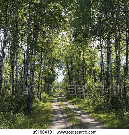 Trees both sides of a dirt road, Lake Audy Campground, Riding Mountain National Park, Manitoba, Canada View Large Photo Image Stock Image - Trees both sides of a dirt road, Lake Audy Campground, Riding Mountain National Park, Manitoba, Canada. Fotosearch