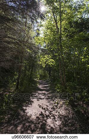 Trees both sides of a dirt road, Riding Mountain National Park, Manitoba, Canada View Large Photo Image Stock Photo - Trees both sides of a dirt road, Riding Mountain National Park, Manitoba, Canada. Fotosearch