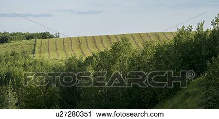 Trees in a field, Clanwilliam, Riding Mountain National Park, Manitoba, Canada View Large Photo Image Stock Image - Trees in a field, Clanwilliam, Riding Mountain National Park, Manitoba, Canada. Fotosearch