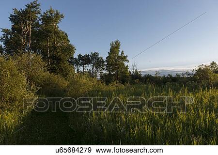 Stock Photo - Trees in a field, Lake Audy Campground, Riding Mountain National Park, Manitoba, Canada. Fotosearch