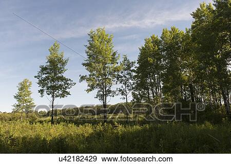 Stock Photo - Trees in a field, Riding Mountain National Park, Manitoba, Canada. Fotosearch