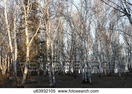 Stock Photography - Trees in a forest, Hecla Grindstone Provincial Park, Manitoba, Canada. Fotosearch