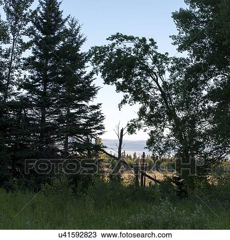 Trees in a forest, Lake Audy Campground, Riding Mountain National Park, Manitoba, Canada View Large Photo Image Stock Image - Trees in a forest, Lake Audy Campground, Riding Mountain National Park, Manitoba, Canada. Fotosearch