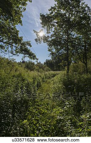 Stock Photo - Trees in a forest, Lake Audy Campground, Riding Mountain National Park, Manitoba, Canada. Fotosearch