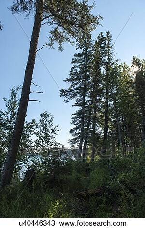 Stock Image - Trees in a forest, Riding Mountain National Park, Manitoba, Canada. Fotosearch