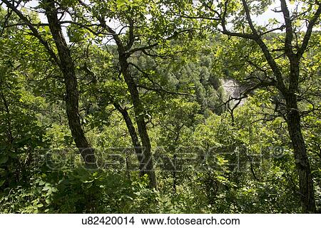 Picture - Trees in a forest, Wasagaming, Riding Mountain National Park, Manitoba, Canada. Fotosearch
