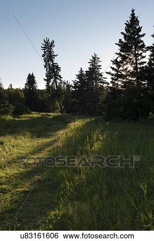 Trees in a forest, Wasagaming, Riding Mountain National Park, Manitoba, Canada View Large Photo Image Stock Photograph - Trees in a forest, Wasagaming, Riding Mountain National Park, Manitoba, Canada. Fotosearch