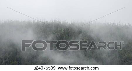 Stock Photo - Trees in fog, Bonne Bay, Gros Morne National Park, Newfoundland And Labrador, Canada. Fotosearch