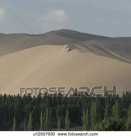 Stock Image - Trees with sand dunes at Mingsha Shan, Dunhuang, Jiuquan, Gansu Province, China. Fotosearch