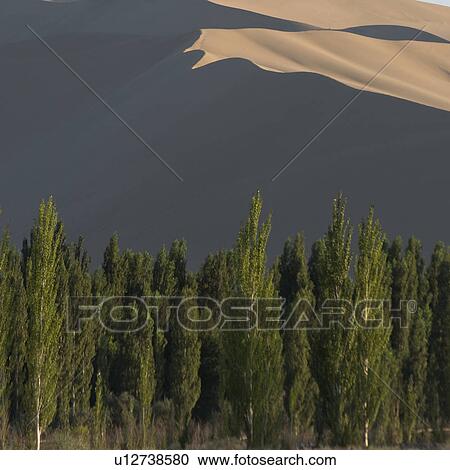 Trees with sand dunes at Mingsha Shan, Dunhuang, Jiuquan, Gansu Province, China View Large Photo Image Stock Image - Trees with sand dunes at Mingsha Shan, Dunhuang, Jiuquan, Gansu Province, China. Fotosearch