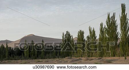 Stock Image - Trees with sand dunes at Mingsha Shan, Dunhuang, Jiuquan, Gansu Province, China. Fotosearch