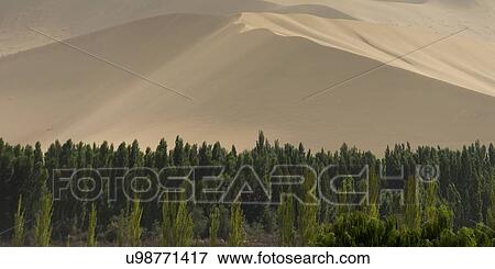 Trees with sand dunes at Mingsha Shan, Dunhuang, Jiuquan, Gansu Province, China View Large Photo Image Stock Photo - Trees with sand dunes at Mingsha Shan, Dunhuang, Jiuquan, Gansu Province, China. Fotosearch