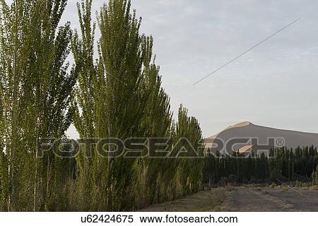 Stock Photography - Trees with sand dunes at Mingsha Shan, Dunhuang, Jiuquan, Gansu Province, China. Fotosearch