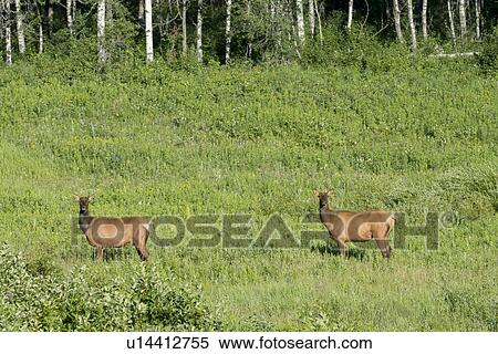 Two Elk (Cervus canadensis) standing on grass, Lake Audy Campground, Riding Mountain National Park, Manitoba, Canada View Large Photo Image Stock Photography - Two Elk (Cervus canadensis) standing on grass, Lake Audy Campground, Riding Mountain National Park, Manitoba, Canada. Fotosearch