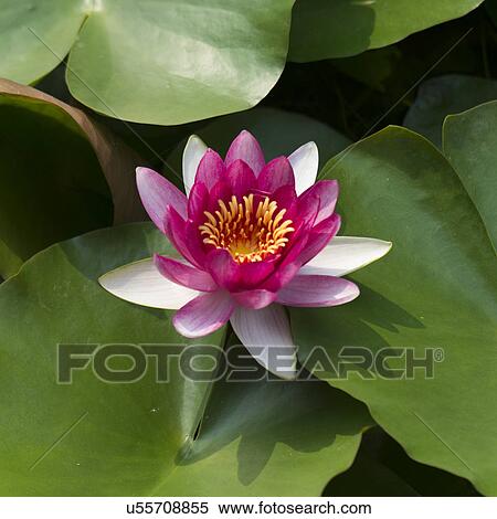Stock Photography - Water lily in a pond at Summer Palace, Haidian District, Beijing, China. Fotosearch