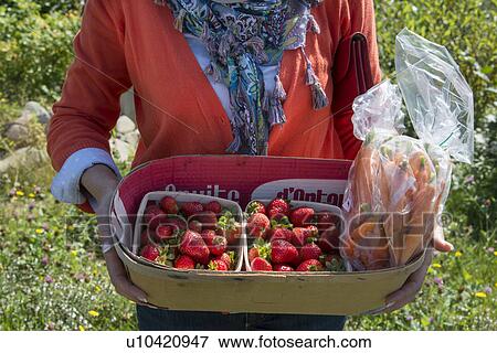 Stock Photo - Woman holding a basket of strawberries and carrots, Campbellton, Newfoundland And Labrador, Canada. Fotosearch