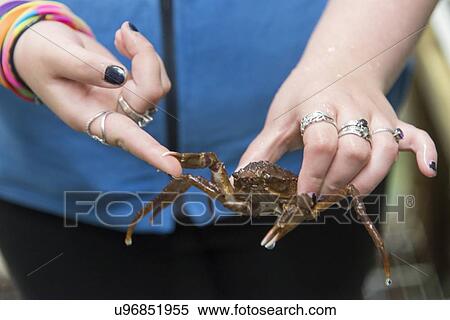 Stock Photography - Woman holding a crab, Norris Point, Gros Morne National Park, Newfoundland And Labrador, Canada. Fotosearch