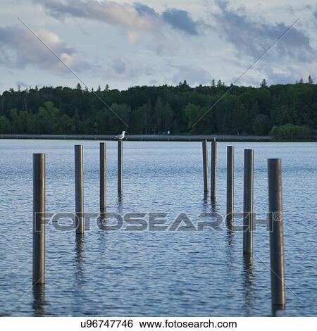 Stock Photograph - Wooden posts in the lake, Lake Winnipeg, Riverton, Hecla Grindstone Provincial Park, Manitoba, Canada. Fotosearch