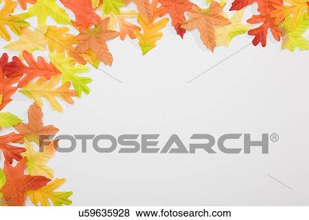 Autumn oak leaves against white background View Large Photo Image Stock Photo - Autumn oak leaves against white background. Fotosearch