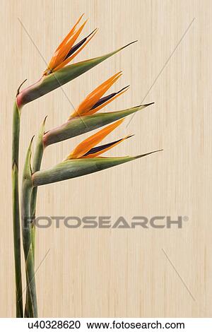 Bird of paradise flower (Strelitzia reginae) View Large Photo Image Stock Image - Bird of paradise flower (Strelitzia reginae). Fotosearch