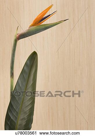 Stock Image - Bird of paradise flower (Strelitzia reginae). Fotosearch