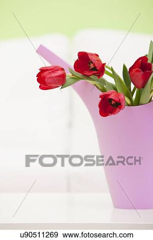Stock Photo - Bouquet of red tulips in plastic watering pot, studio shot. Fotosearch