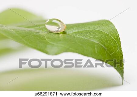Stock Image - Capsule on leaf, studio shot. Fotosearch